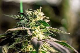 The Guide to Cannabis Seeds Delaware A Comprehensive Overview