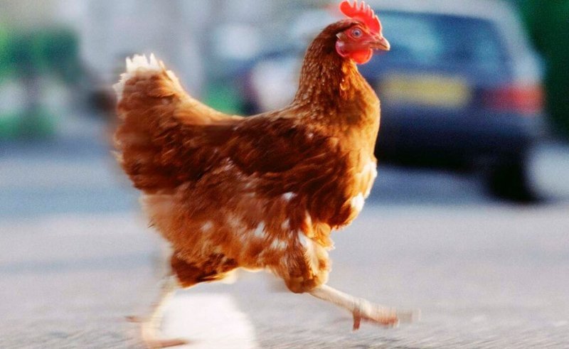 Best chicken road game in Spain